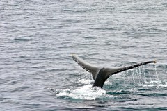 Create Listing: Whale Watching