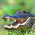 Create Listing: Everglades Airboat Adventure + FREE South Beach Bike Rental