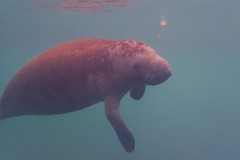 Create Listing: Manatee & Springs Cruise (Nov-Apr) - Homosassa - 1.5 Hrs 