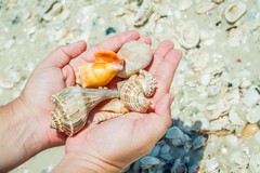 Create Listing: Cape Romano Shelling Tours - 2 Hours • All Ages Welcome