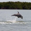 Create Listing: Everglades National Park 2 Hour Birding, Dolphin, and Wildli