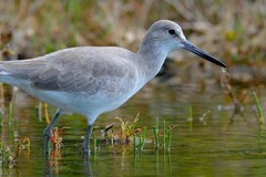 Create Listing: Guided Swamp Walk - 3hrs