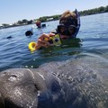 Create Listing: Classic Semi-Private-Swimming with Manatees - 3hrs