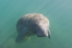 Create Listing: Private Crystal River Florida Manatee Swim Tour - 3hrs