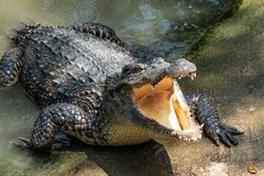 Create Listing: Private Everglades Tour - 4hrs