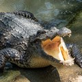 Create Listing: Private Everglades Tour - 4hrs