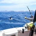 Create Listing: Saltwater Sportfishing | 4 or 8 hrs | 75' Hattaras