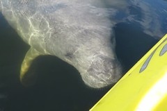 Create Listing: Manatee Discovery Tour - 3hours