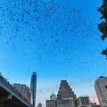 Create Listing: Sunset Congress Avenue Bat Bridge Tour - 2hrs