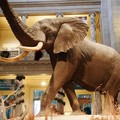 Create Listing: Smithsonian National Museum of Natural History Tour - Priv