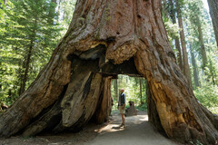 Create Listing: Yosemite 3 Day Tour - No Accommodation included