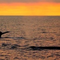 Create Listing: Dolphin & Whale Sunset Cruise